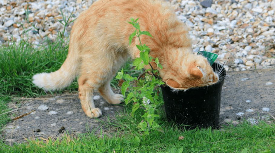 讨厌猫猫视频下载苹果版:猫薄荷：想不到吧人类，我才是你们猫主子的“主子”