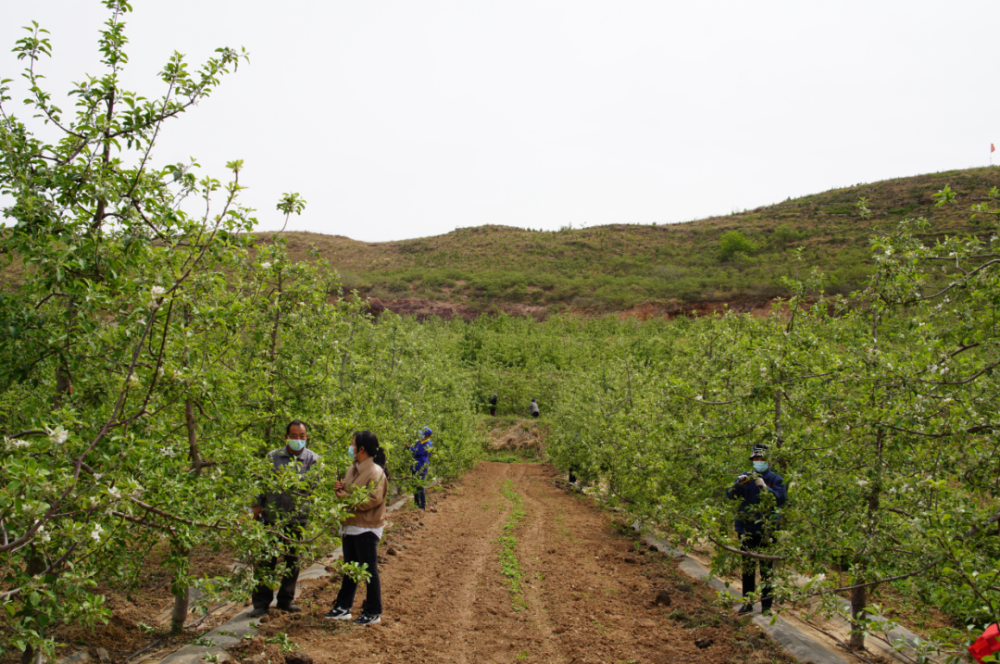 山地苹果产业基地新闻山地苹果产业发展情况交流材料-第2张图片-太平洋在线下载