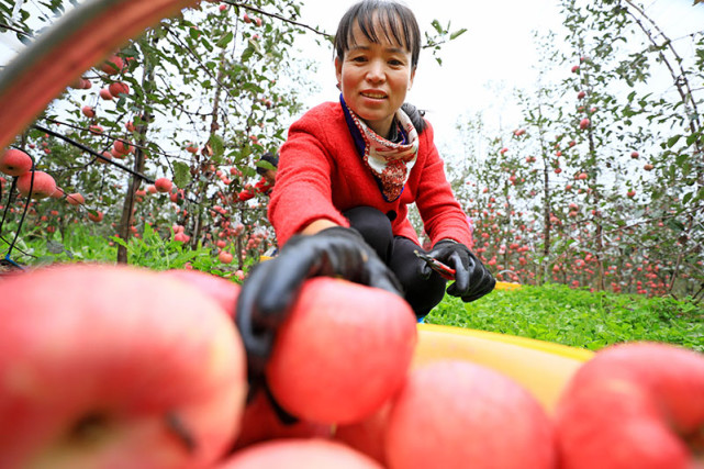 洛川苹果出库新闻洛川苹果多少钱一箱-第2张图片-太平洋在线下载