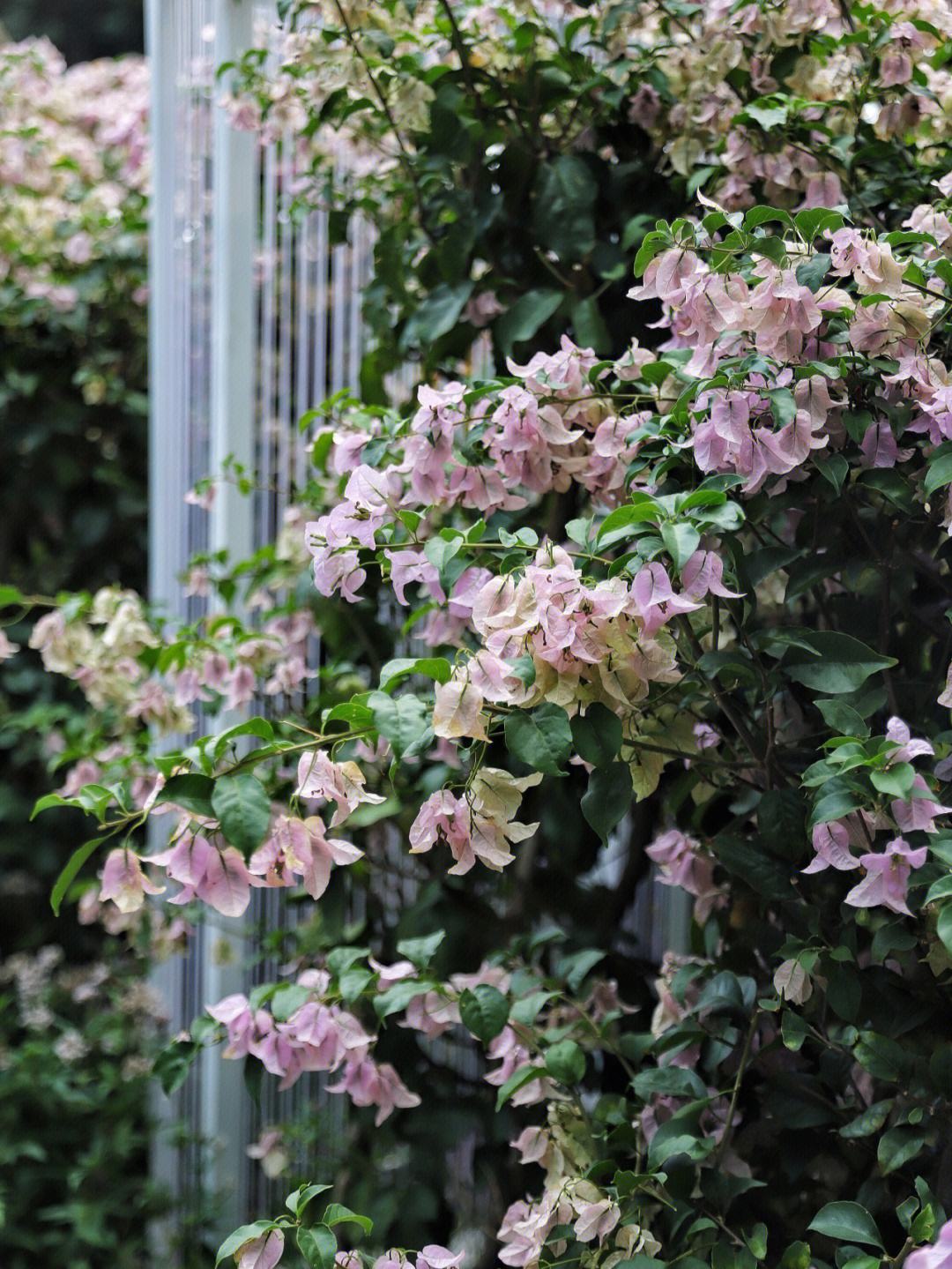 随时花苹果版无界趣连苹果版