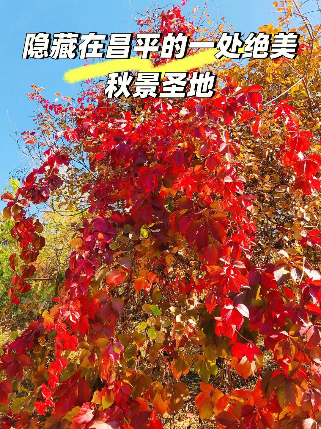 昌平市手机客户端昌平教育云平台手机端-第2张图片-太平洋在线下载