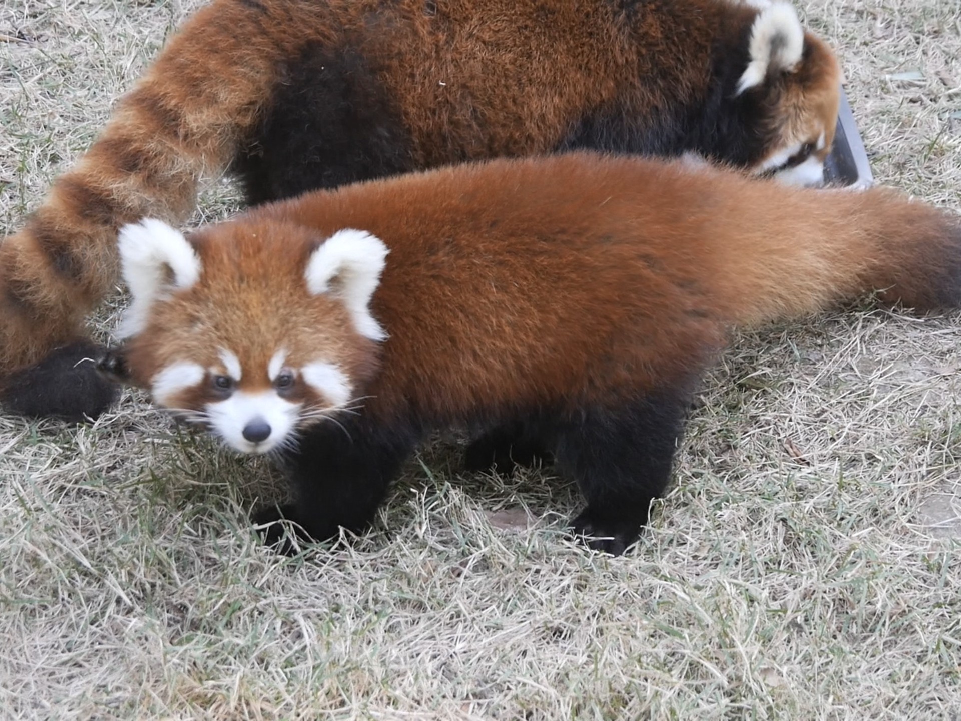 小苹果熊猫版儿童版(熊猫小苹果儿歌视频大全)-第5张图片-QuickQ官网