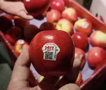 wpswpatester苹果版(wpswpatester下载中文版)-第2张图片-QuickQ官网 wpswpatester苹果版(wpswpatester下载中文版)-第2张图片-QuickQ官网