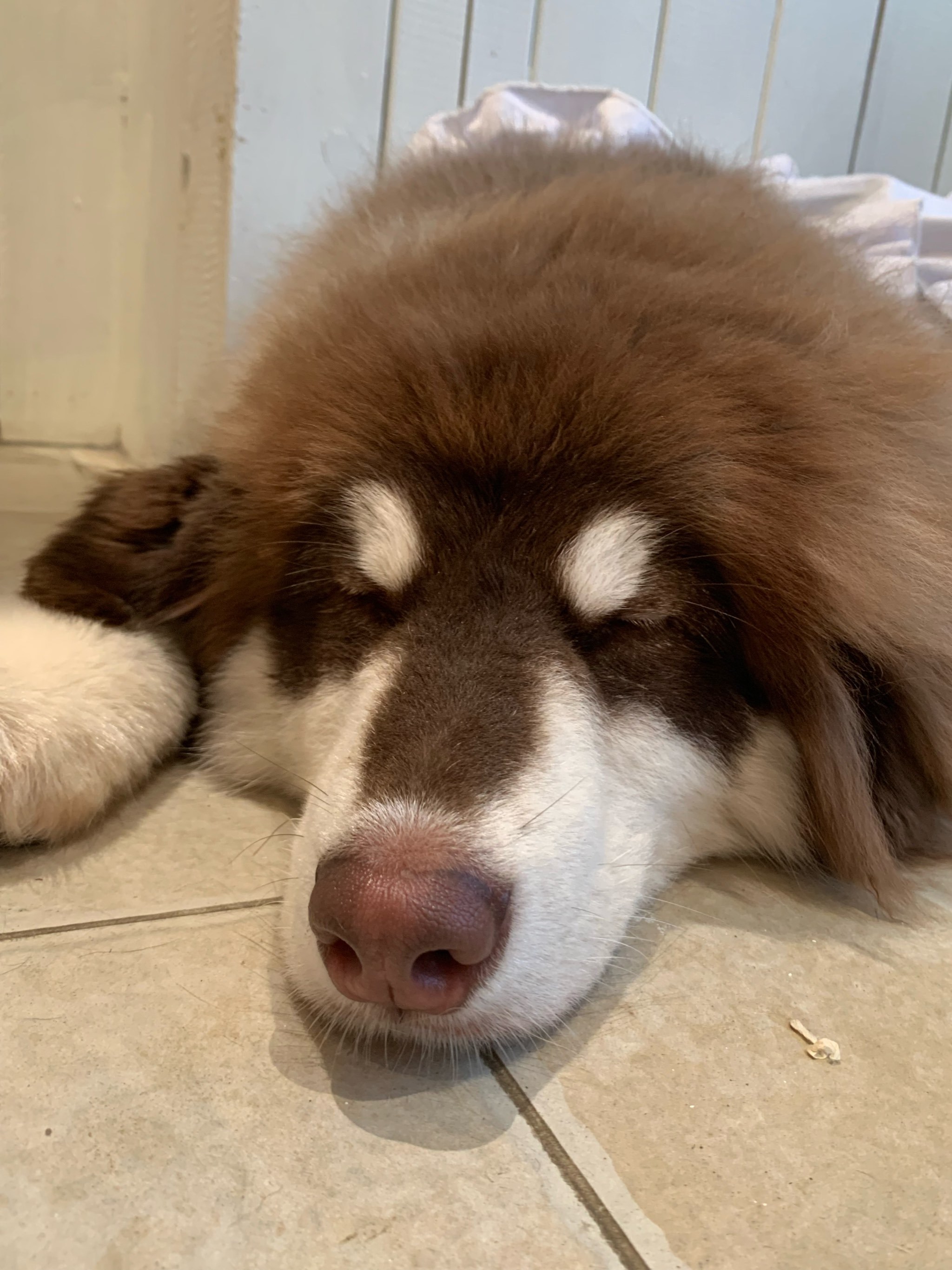 flv播放器苹果手机版(flv文件用什么播放器打开苹果手机)-第2张图片-QuickQ官网