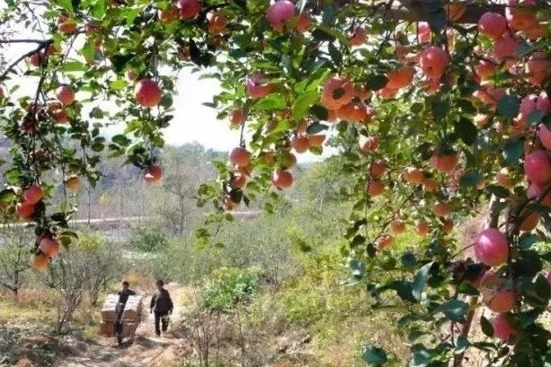 苹果版旅游(苹果旅游地图)