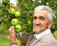 苹果版佳人(佳人苹果脸下联)-第4张图片-QuickQ官网