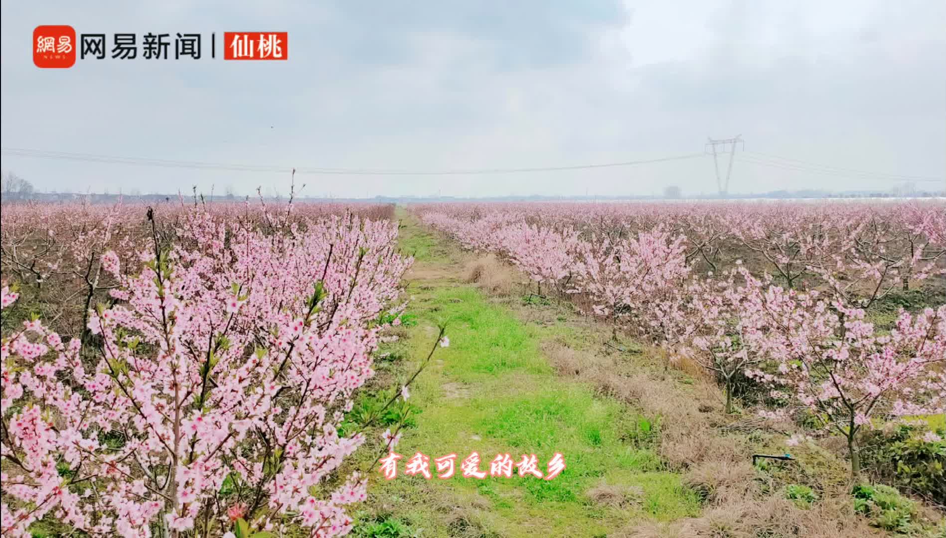 桃花小镇怎么下载手机版(桃花小镇怎么下载手机版安装)